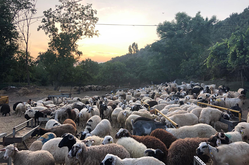 Erenler Adaklık Kurbanlık