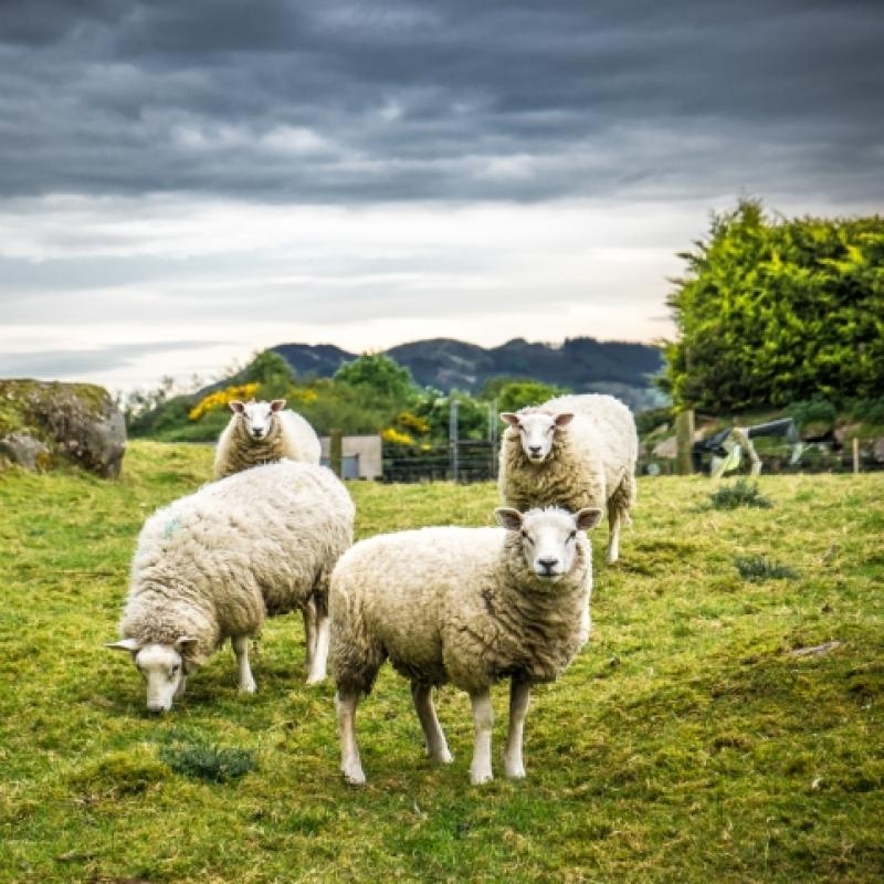 Geyve Adaklık Kurbanlık