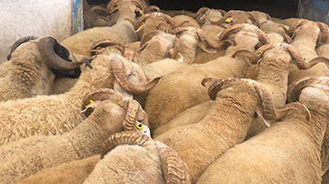 Karasu Adaklık Kurbanlık