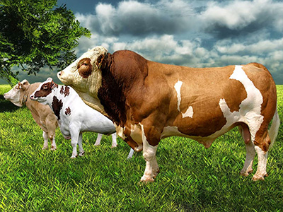 Adapazarı Adaklık Kurbanlık