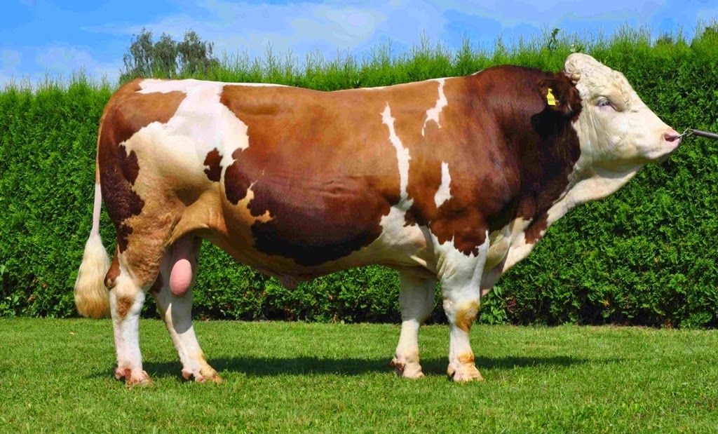 Hendek Adaklık Kurbanlık